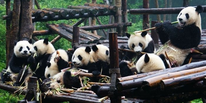 Chengdu Pandas	